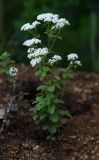 Galium platygalium. Цветущее растение на обочине дороги. Приморский край, окр. г. Находка. 17.06.2016.