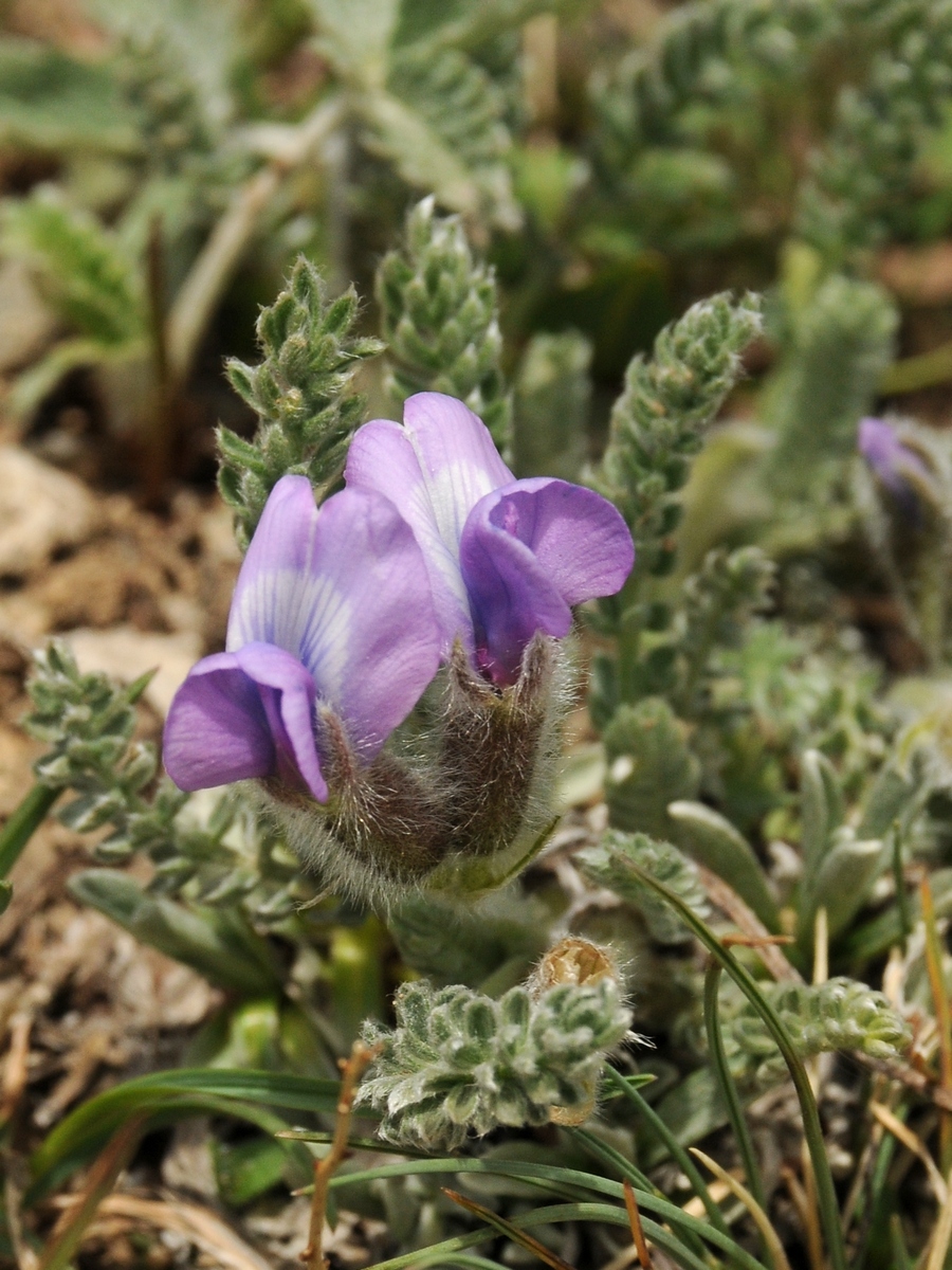 Изображение особи Oxytropis chionobia.