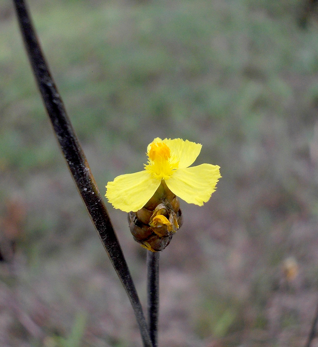 Image of Xyris indica specimen.