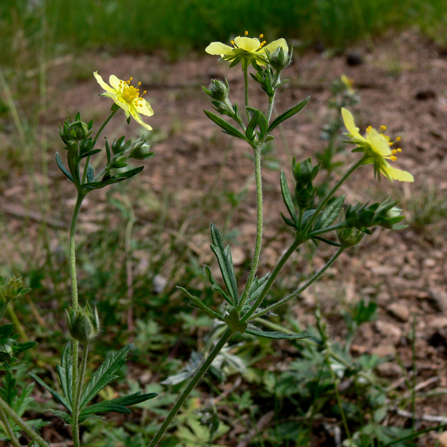 Изображение особи Potentilla argentea.