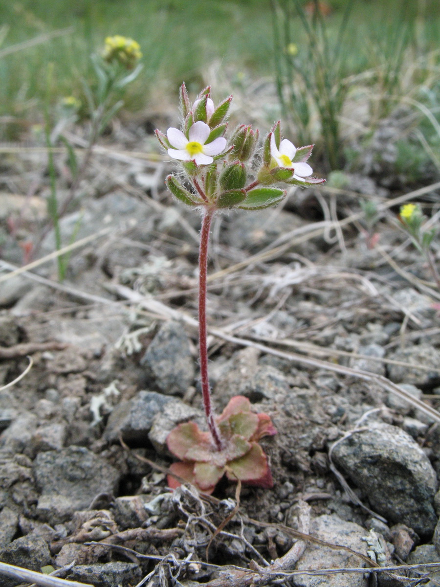 Image of Androsace maxima specimen.