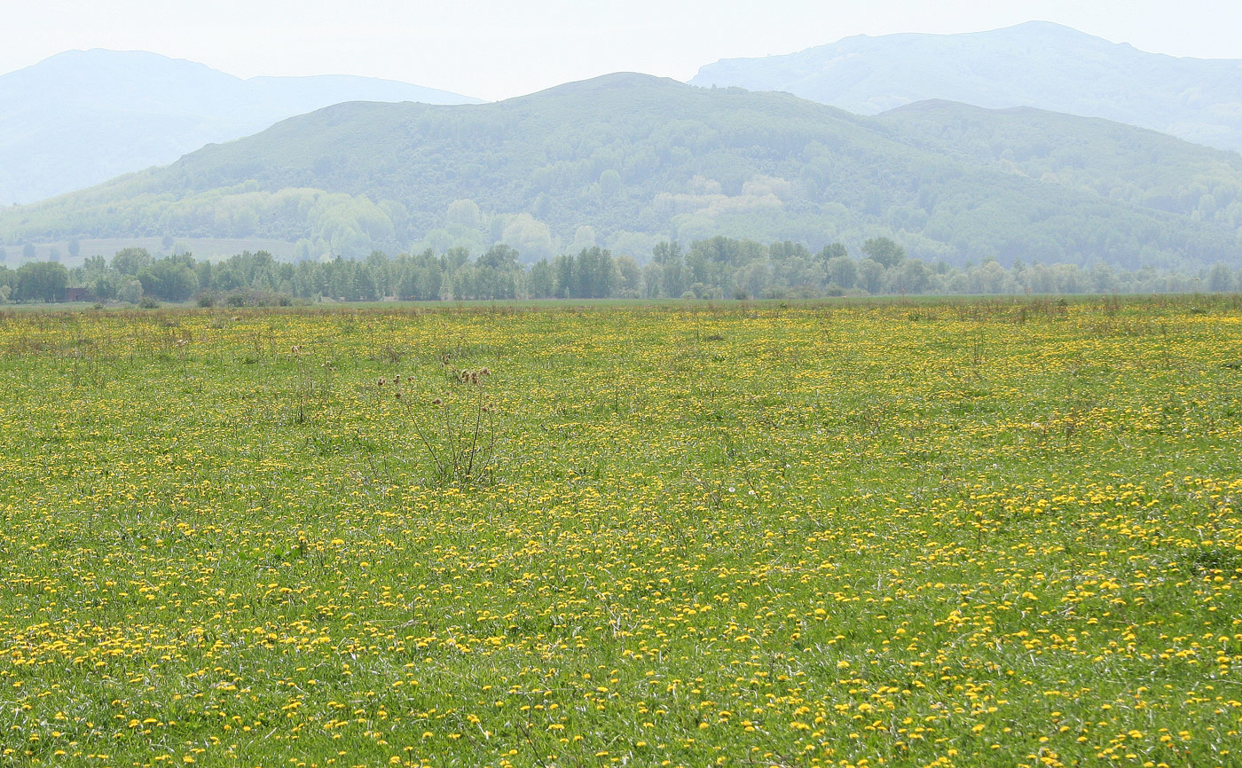 Изображение особи Taraxacum officinale.