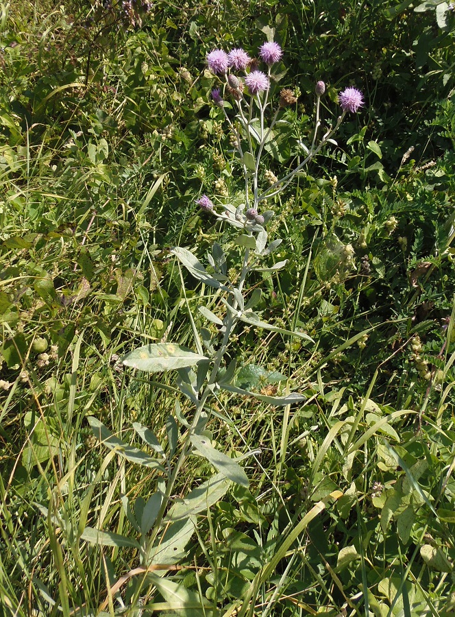 Изображение особи Cirsium incanum.