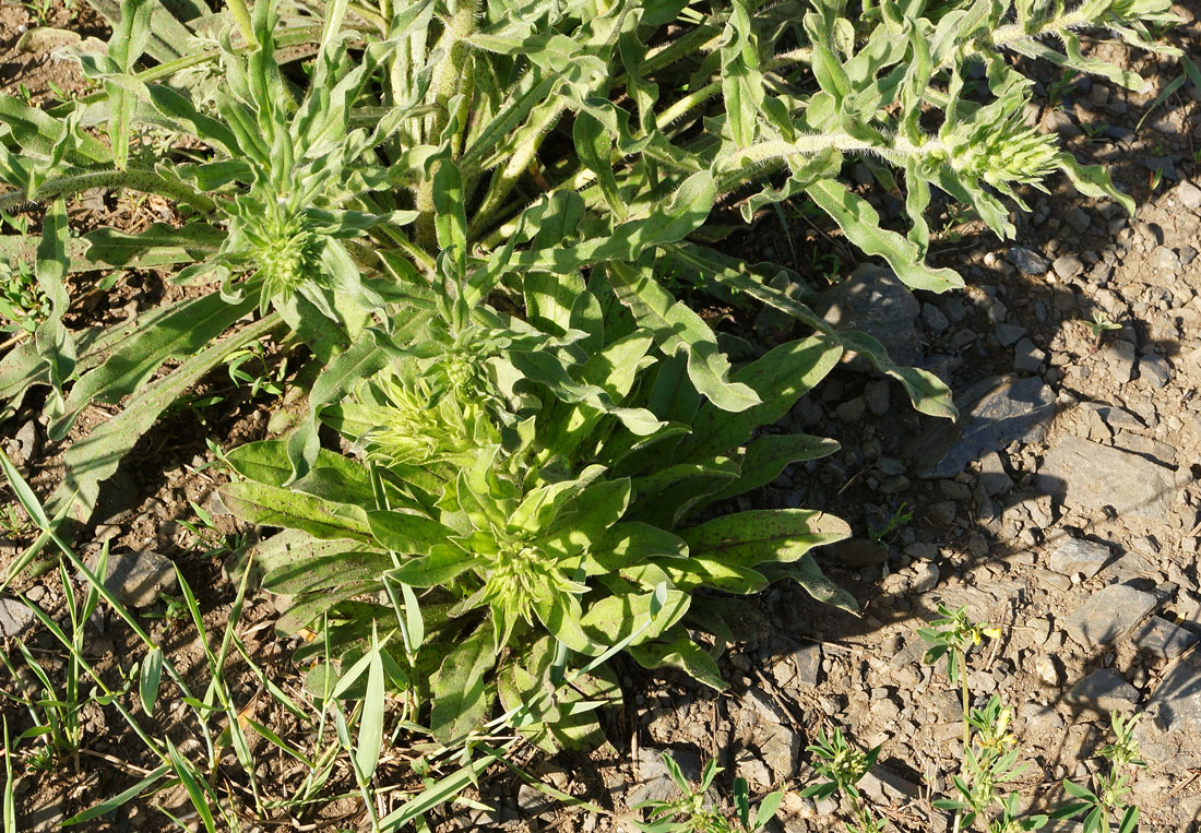 Image of Echium vulgare specimen.