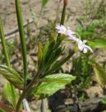 Epilobium adenocaulon