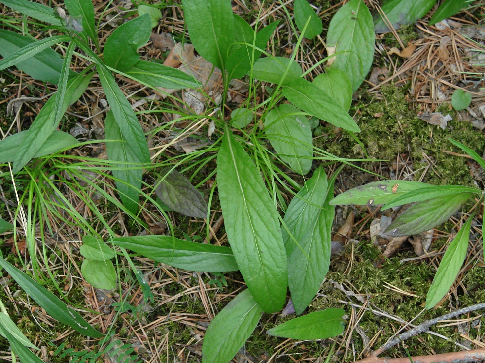 Изображение особи Campanula turczaninovii.