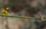 Chondrilla juncea