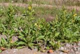 Oenothera rubricaulis. Цветущие растения на обочине дороги. Ленинградская обл., Ломоносовский р-н, форт \"Красная Горка\". 28.08.2016.