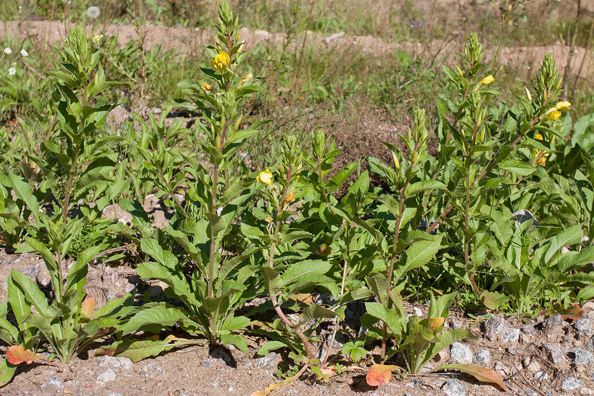Image of Oenothera rubricaulis specimen.