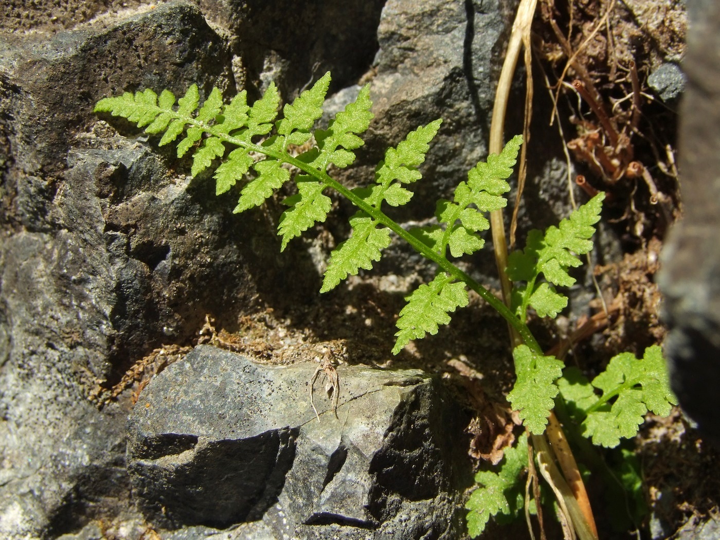 Изображение особи Cystopteris fragilis.