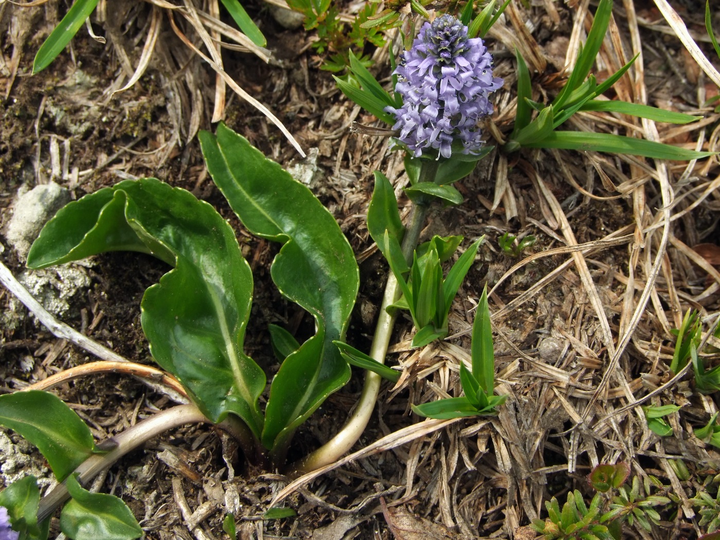 Image of Lagotis minor specimen.