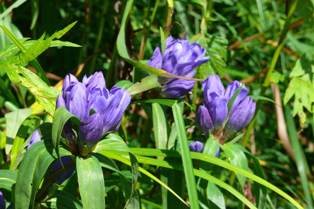 Image of Gentiana triflora specimen.