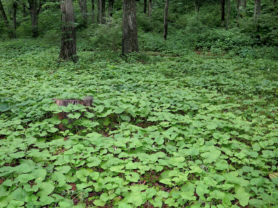 Изображение особи Adenocaulon adhaerescens.