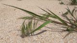 Anisantha tectorum