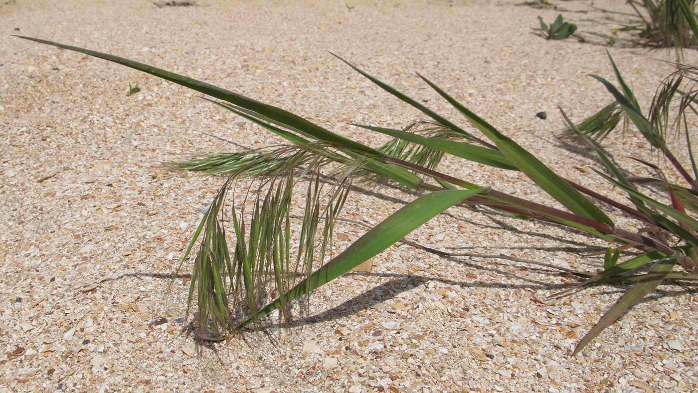 Image of Anisantha tectorum specimen.