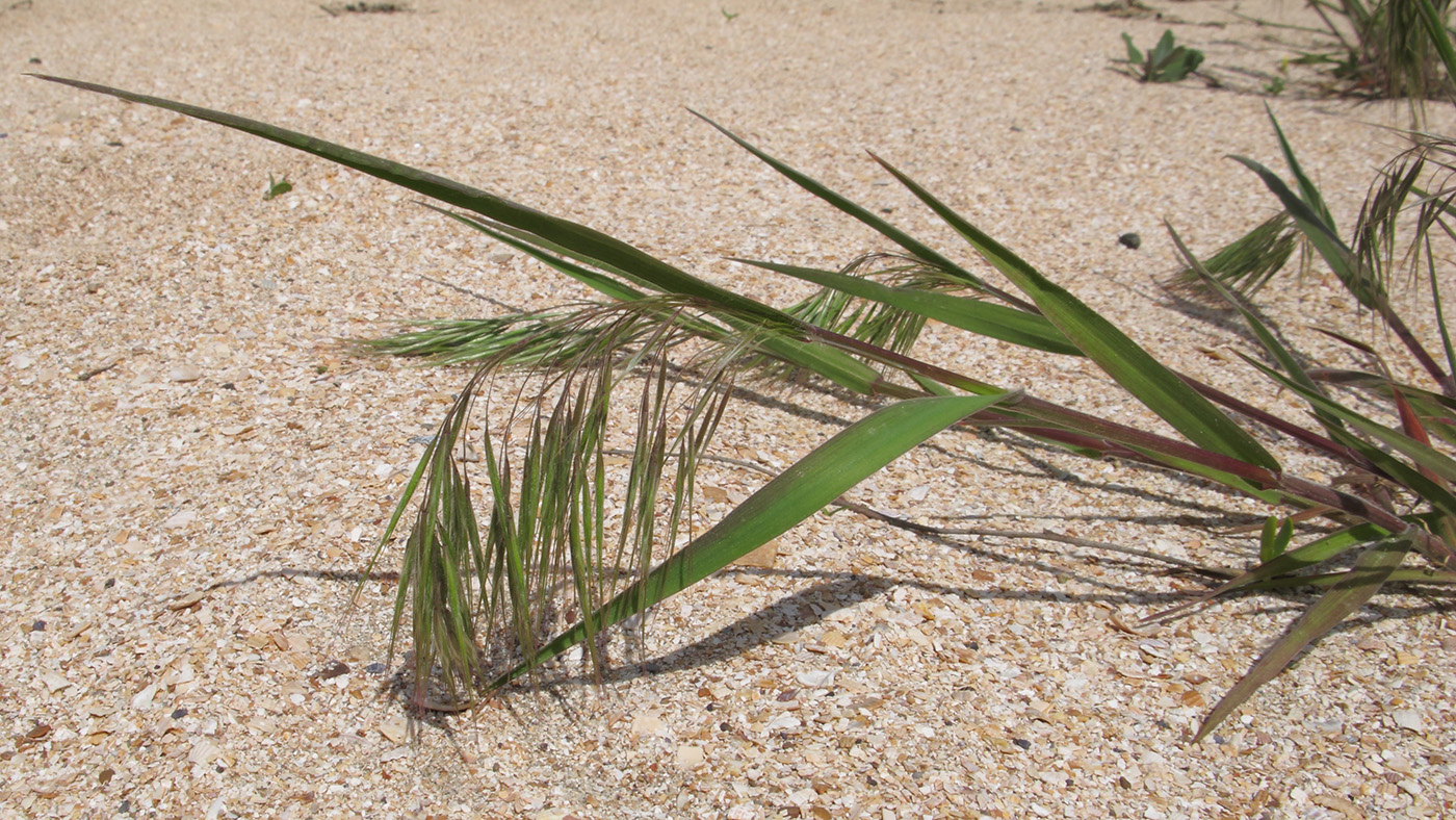 Изображение особи Anisantha tectorum.