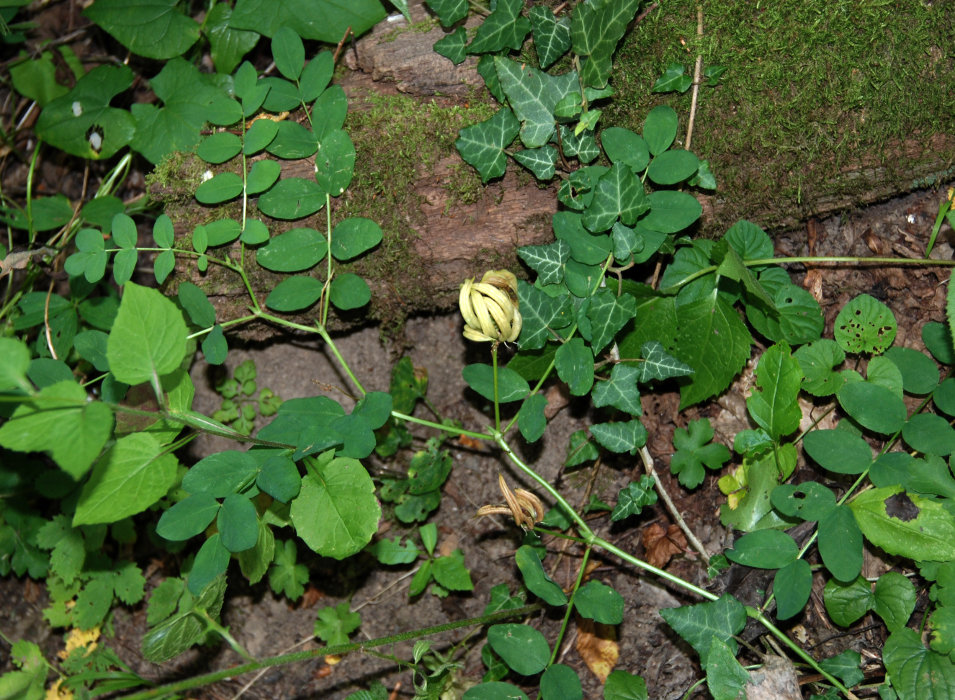 Image of Astragalus glycyphyllos specimen.