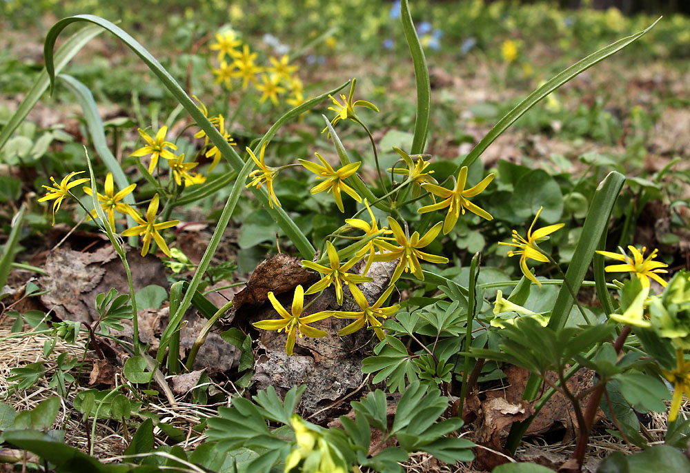 Изображение особи Gagea lutea.