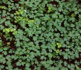Adoxa moschatellina. Заросли цветущих растений в сообществе с Oxalis acetosella (светлые листья). Московская обл., Раменский р-н, окр. ж.-д. платформы Хрипань, смешанный лес у ЛЭП. 12.05.2017.