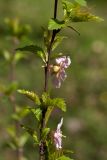 Louiseania ulmifolia