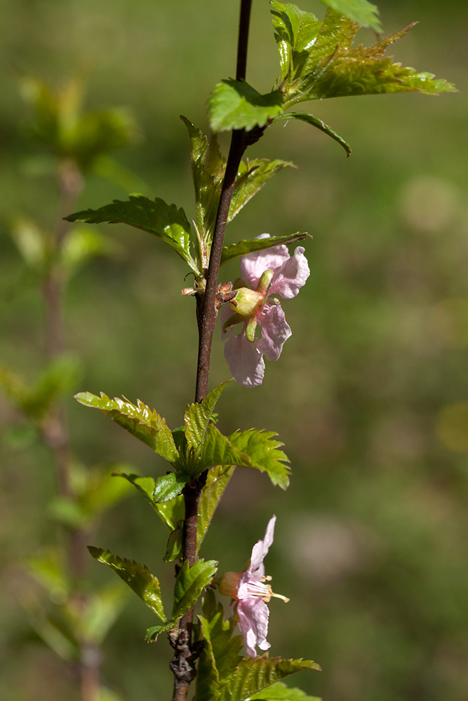 Image of Louiseania ulmifolia specimen.