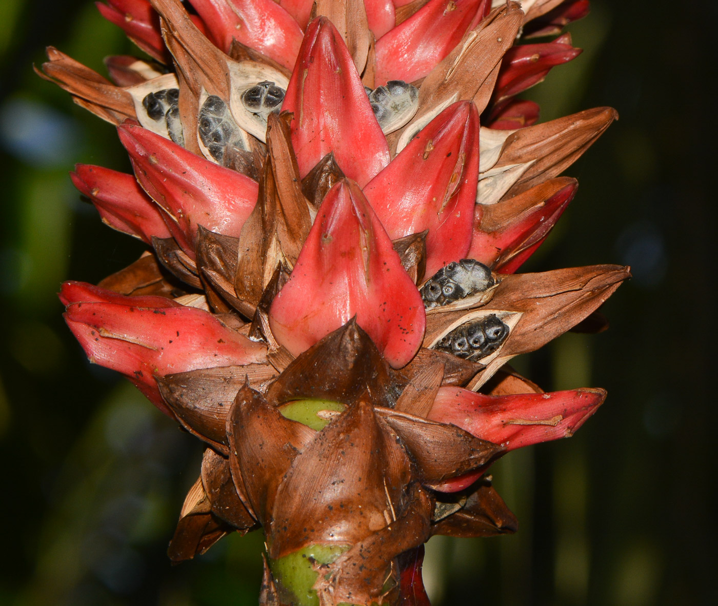 Изображение особи Hellenia speciosa.