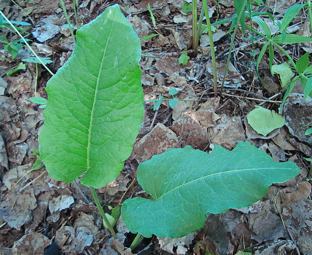 Image of genus Rumex specimen.