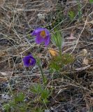 Pulsatilla patens