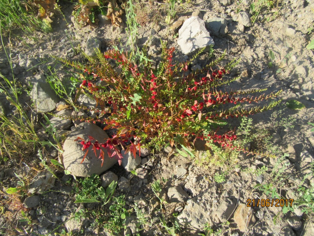 Image of Blitum virgatum specimen.