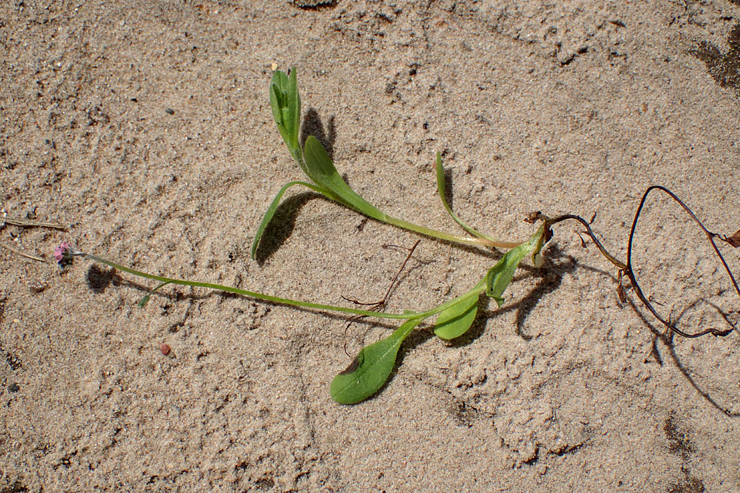 Image of Myosotis arvensis specimen.