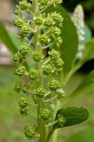 Phytolacca acinosa