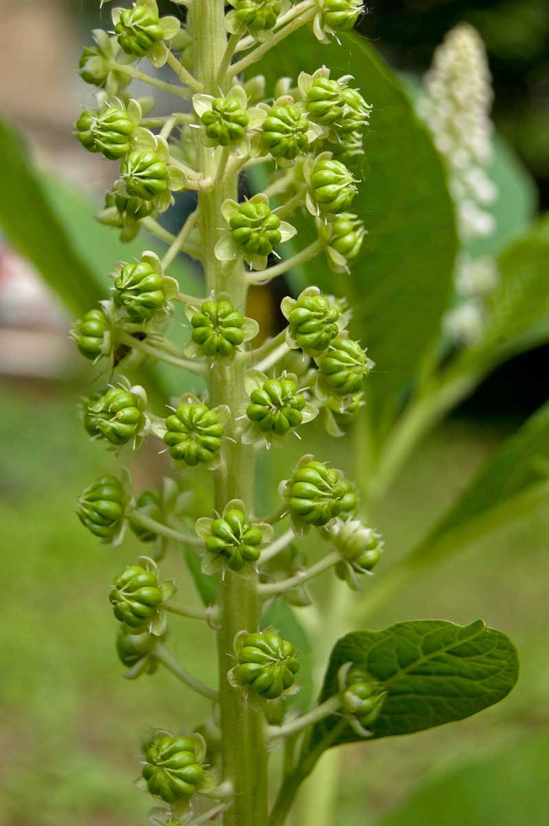 Image of Phytolacca acinosa specimen.