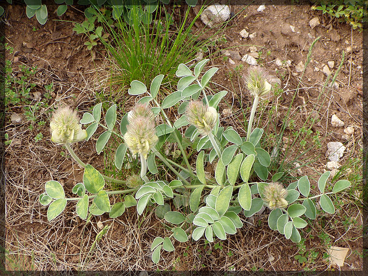 Изображение особи Hedysarum grandiflorum.