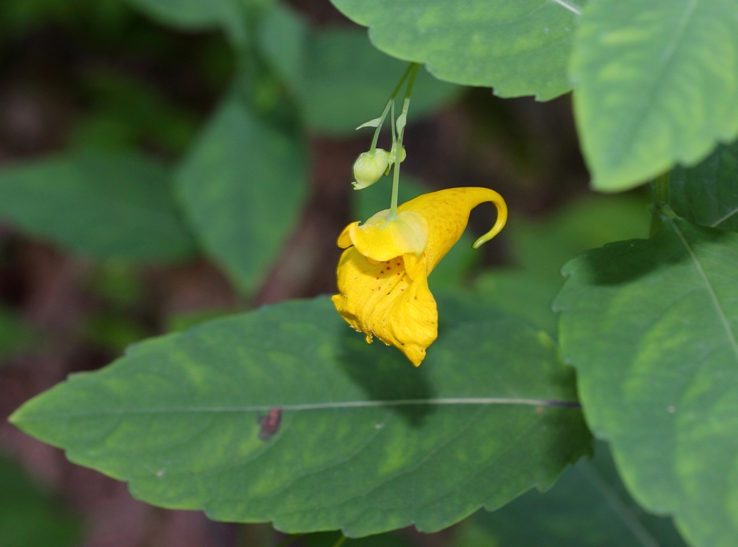 Image of Impatiens noli-tangere specimen.