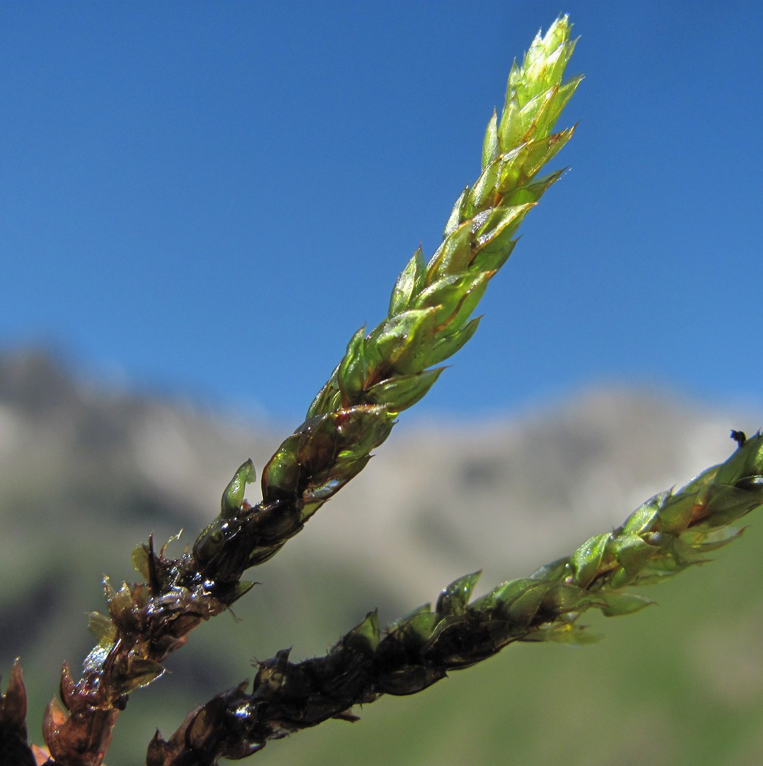 Image of Bryum schleicheri specimen.