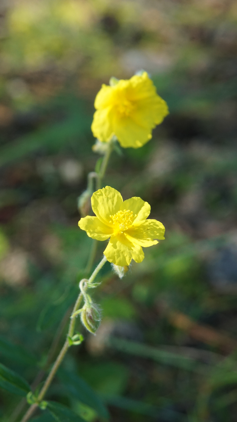 Image of Helianthemum nummularium specimen.