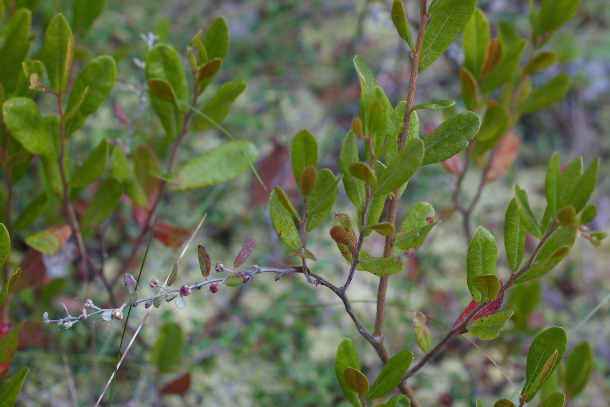 Image of Chamaedaphne calyculata specimen.