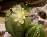 Myrtillocactus geometrizans. Верхушки побегов с цветком и бутонами. Израиль, Шарон, пос. Кфар Монаш, ботанический сад \"Хават Ганой\". 30.04.2017.