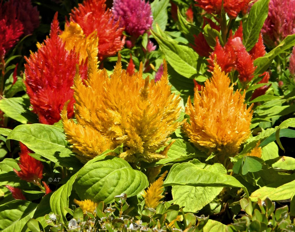 Image of Celosia argentea specimen.