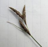 Image of taxon representative. Author is Андрей Любченко