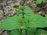 Scrophularia nodosa. Верхушка расцветающего растения с бутонами. Украина, Ивано-Франковская обл., Болеховский горсовет, Поляницкий сельсовет, Поляницкий региональный ландшафтный парк, ур. Граница, опушка елового леса. 21.09.2017.