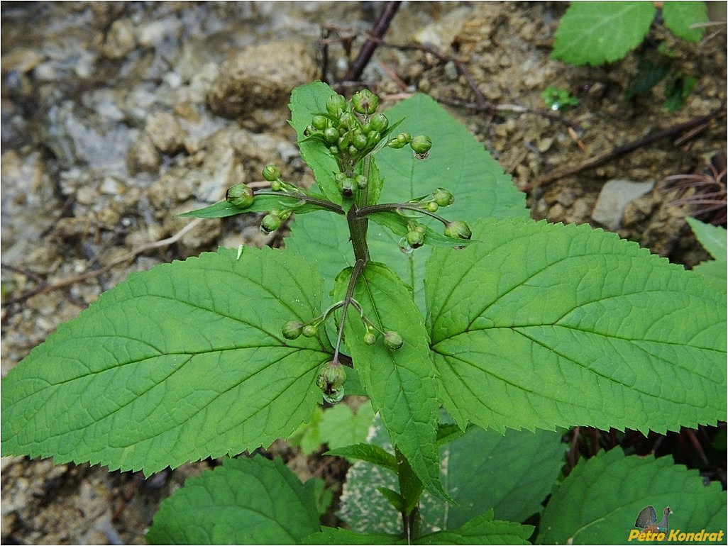 Image of Scrophularia nodosa specimen.