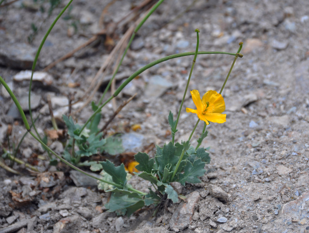 Image of Glaucium fimbrilligerum specimen.