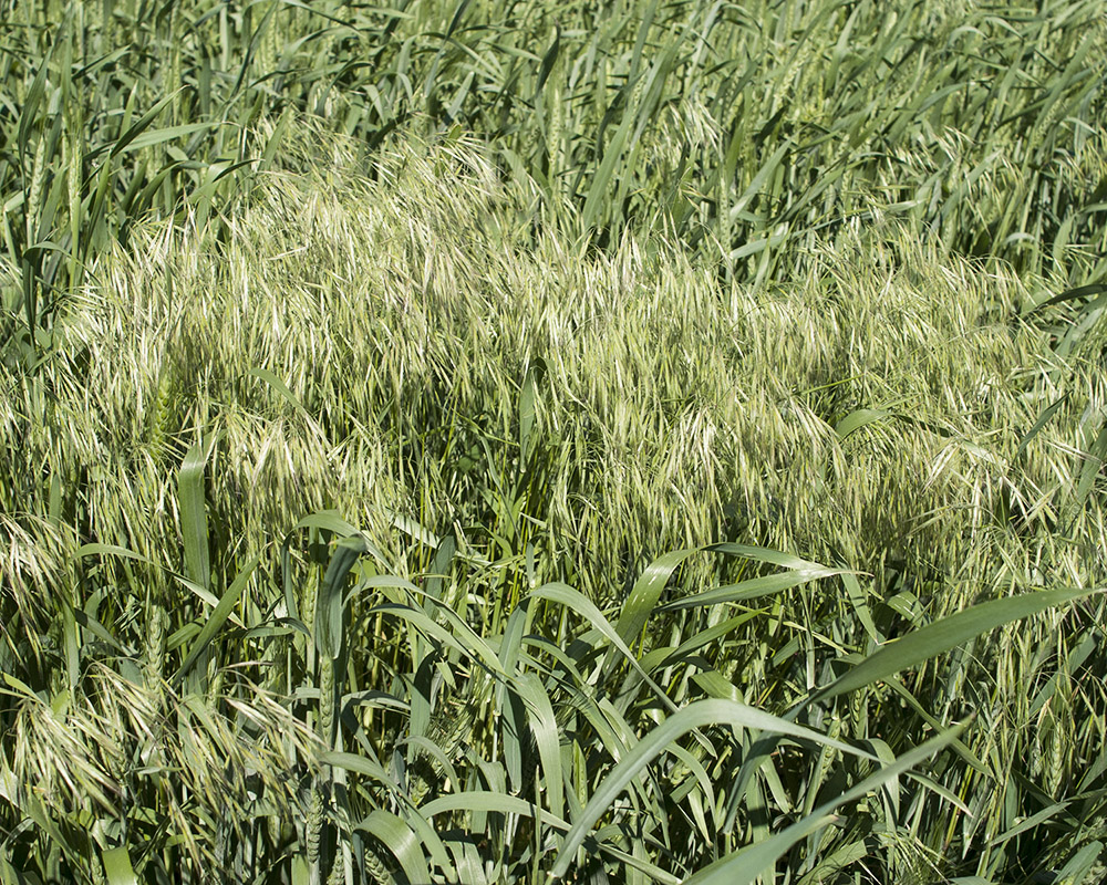 Image of Anisantha tectorum specimen.