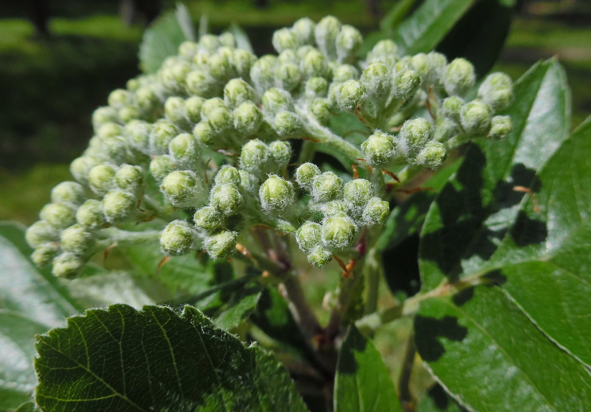 Изображение особи Sorbus intermedia.