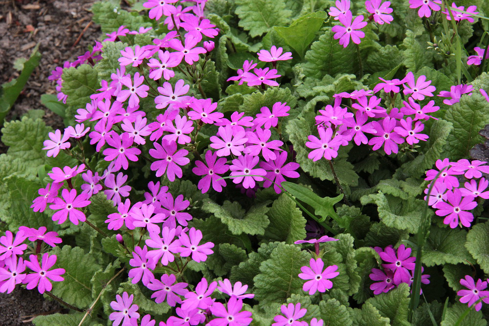 Image of Primula patens specimen.