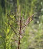 Chamaenerion angustifolium