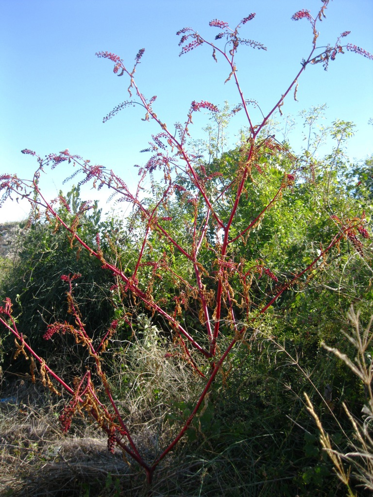 Изображение особи Phytolacca americana.