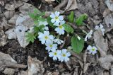 Primula vulgaris. Цветущее растение (слева - листья Dentaria). Азербайджан, окр. г. Куба (Губа), лесопарк. 6 апреля 2017 г.