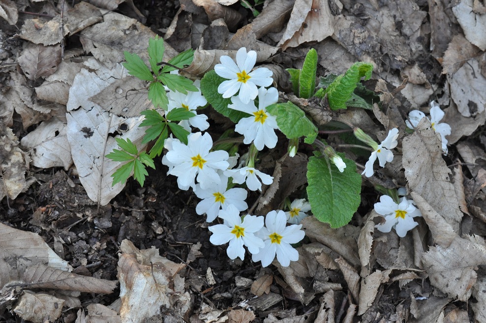 Image of Primula vulgaris specimen.